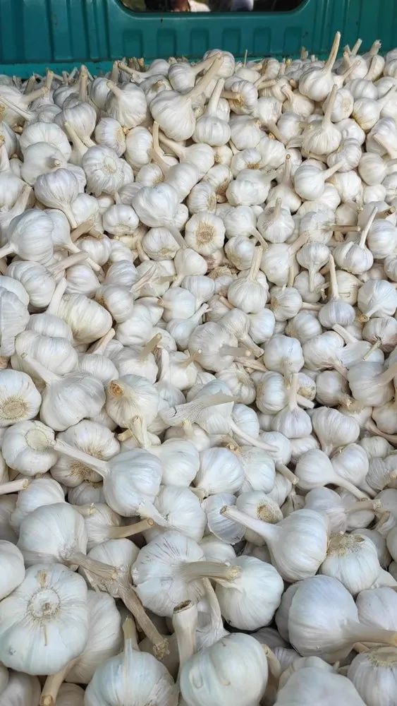 大蒜江湖，骗局横行！百亿资本陷阱背后的“蒜盘”黑洞